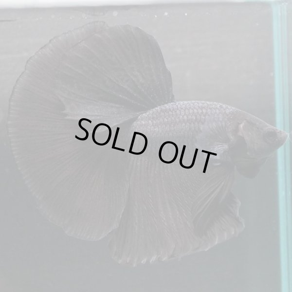 画像3: HM ブラック (3)