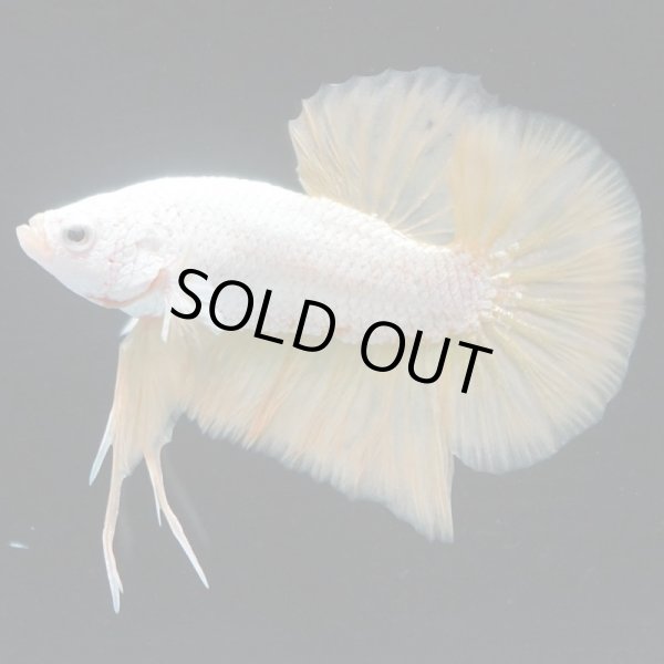 画像2: HMPK プラチナイエロードラゴン (2)