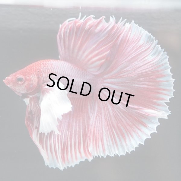 画像4: HM　ダンボ (4)