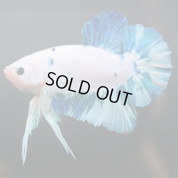 画像3: GHMPK ファンシーマーブル (3)