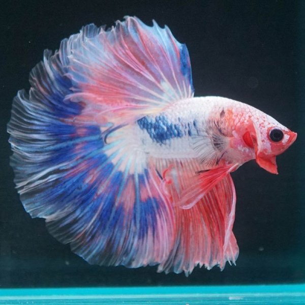 画像6: HM ホワイトファンシー上物 (6)