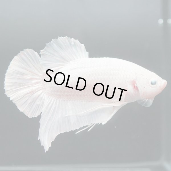 画像2: GHMPK プラチナホワイト (2)