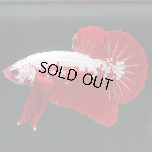 画像6: HMPK プラチナレッドサムライ (6)