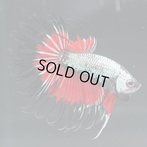 画像3: CT ブラックレッドドラゴン 上物 (3)