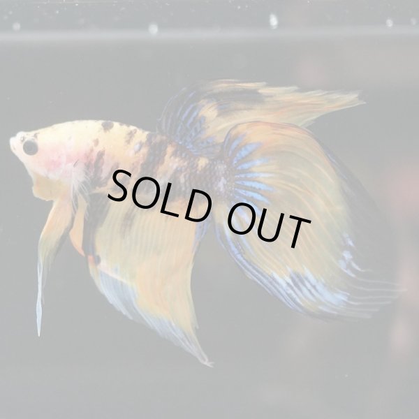 画像2: VT イエロータイガー 上物 (2)