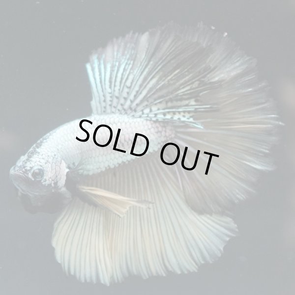 画像5: HM ドラゴンカッパー系 上物 (5)