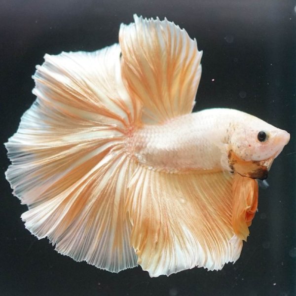 画像8: HM ローズテール (8)