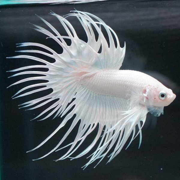 画像9: CT プラチナホワイト (9)