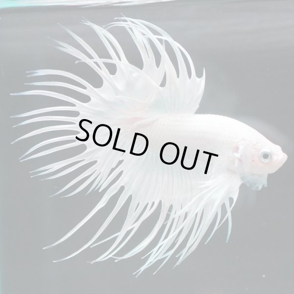 画像8: CT プラチナホワイト 上物 (8)