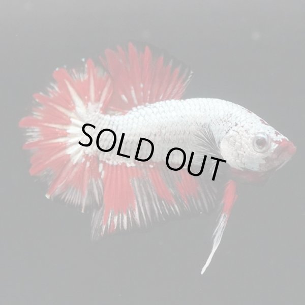 画像6: HMPK ブラックレッドドラゴン (6)