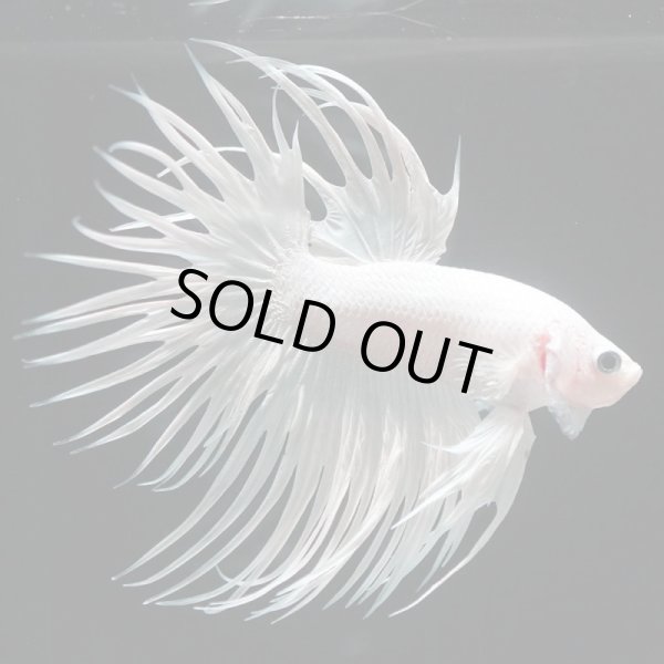 画像9: CT プラチナホワイト 上物 (9)