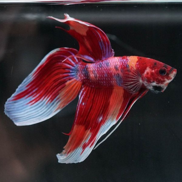 画像9: VT キャンディ 上物 (9)