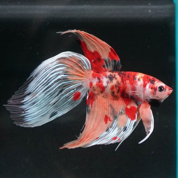 画像8: VT キャンディ 上物 (8)