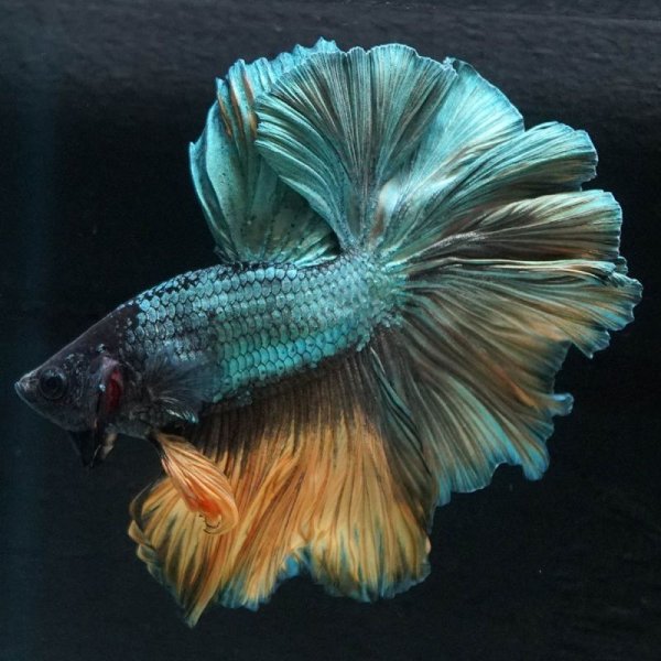 画像7: HM ローズテール (7)