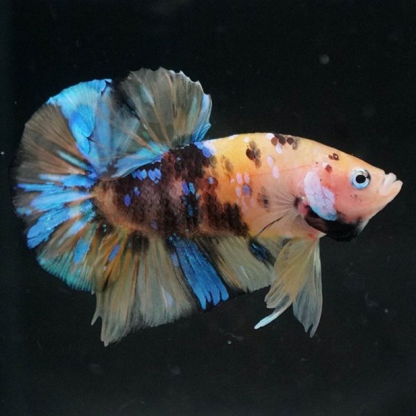 画像2: HMPK イエロータイガーギャラクシー (2)