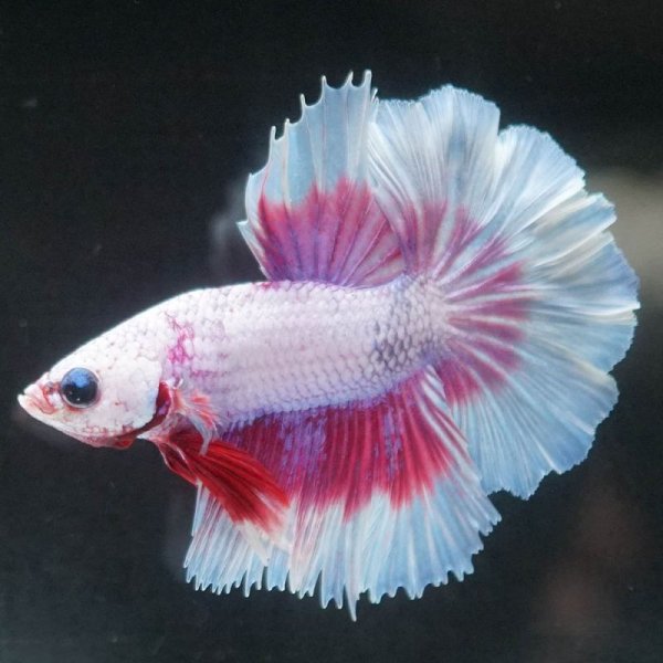 画像5: HM ラベンダー系 (5)