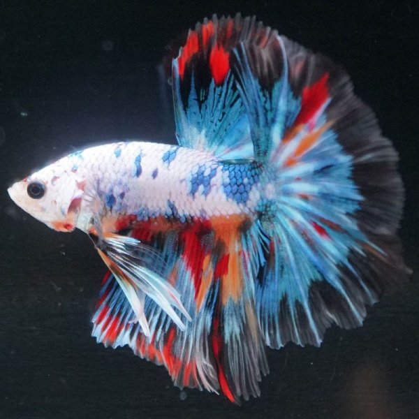 画像5: HM ホワイトファンシー上物 (5)