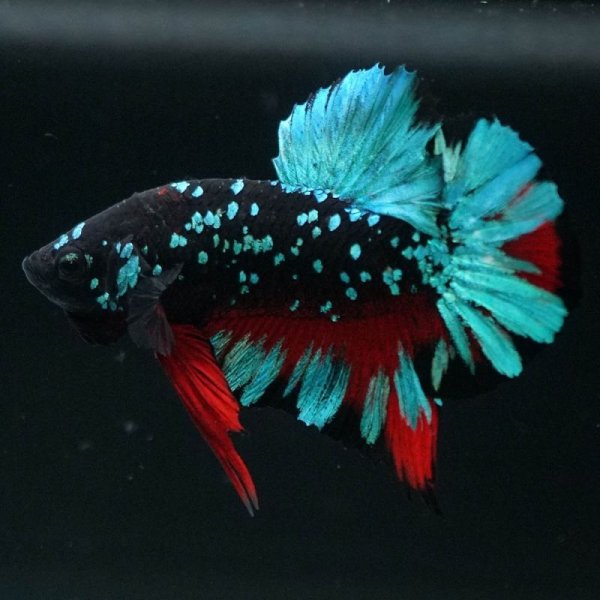 画像4: HMPK ブラックスター 上物 (4)