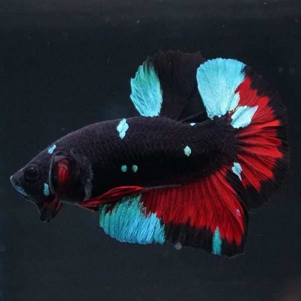 画像3: HMPK ブラックスター 上物 (3)