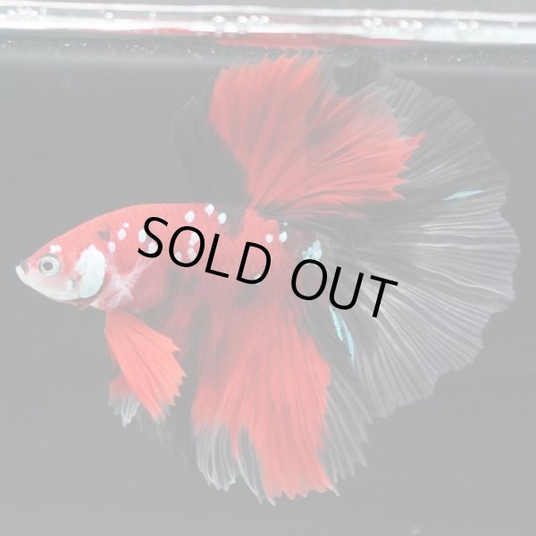 画像2: HM 鯉・鯉ギャラクシー (2)