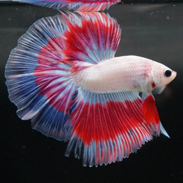 画像4: HM ラベンダー系 (4)