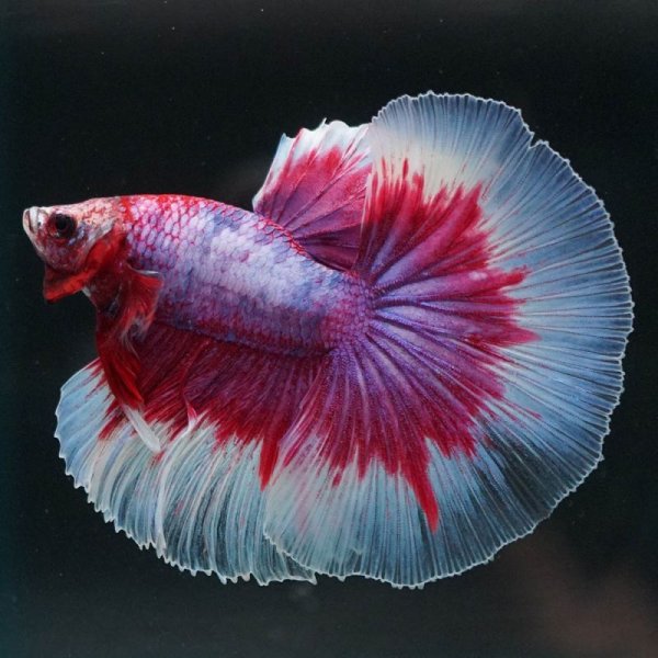 画像3: HM ラベンダー系 (3)