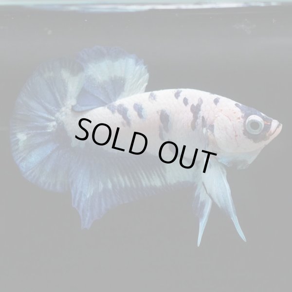 画像3: HMPK ホワイトブルーマーブル (3)