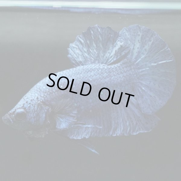 画像3: HMPK ブルー (3)