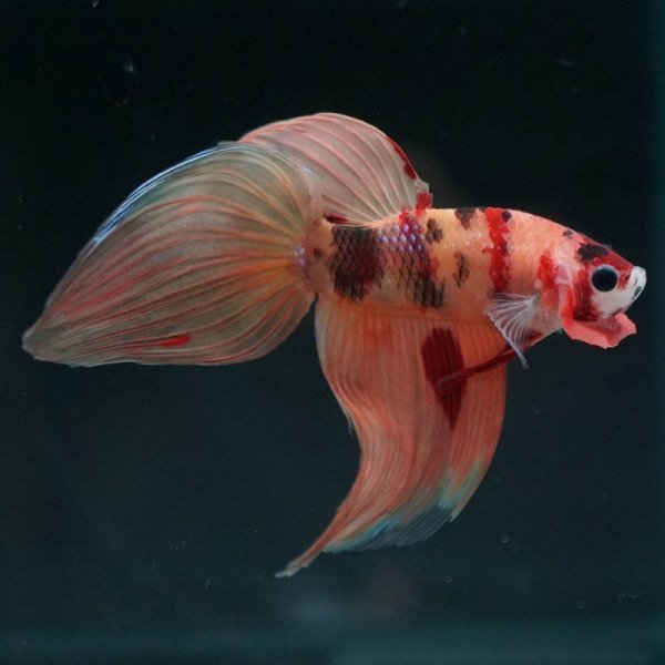 画像7: VT キャンディ 上物 (7)