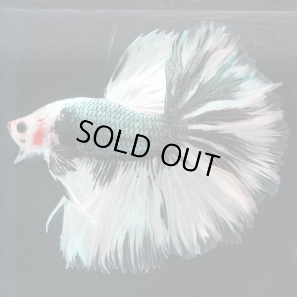 画像5: HM ドラゴン、カッパー系 (5)