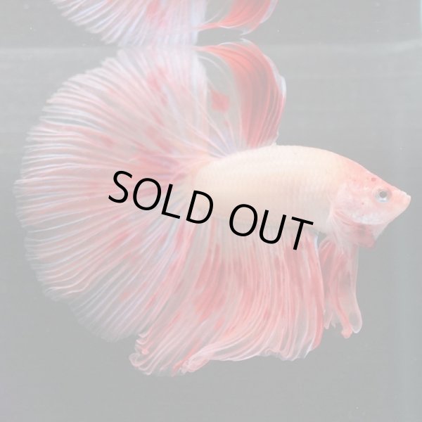 画像2: HM　アルマゲドン (2)