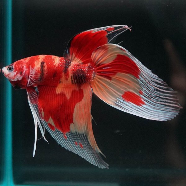 画像6: VT キャンディ 上物 (6)