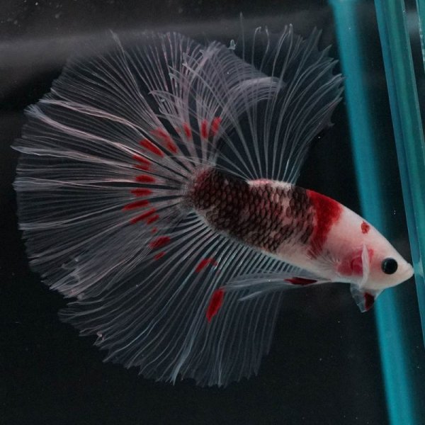 画像6: HM ファンシークリア (6)