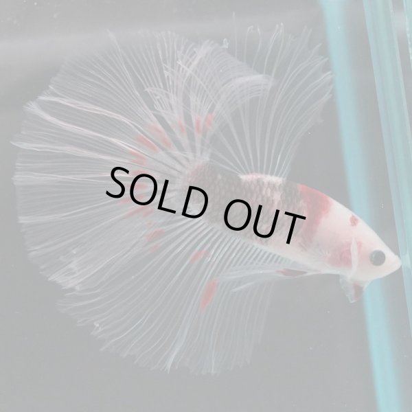 画像6: HM　ファンシークリア (6)