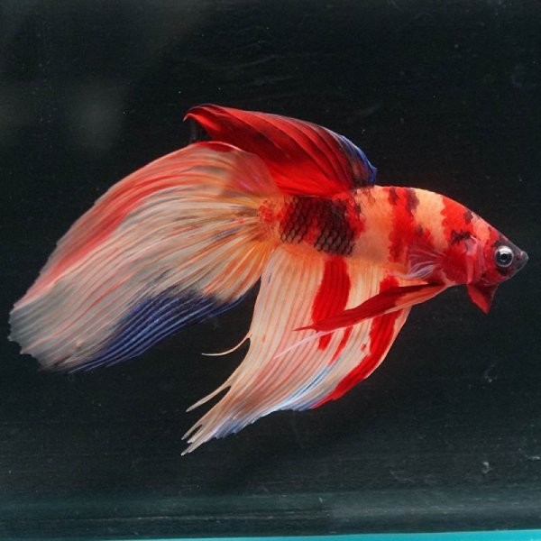 画像5: VT キャンディ 上物 (5)