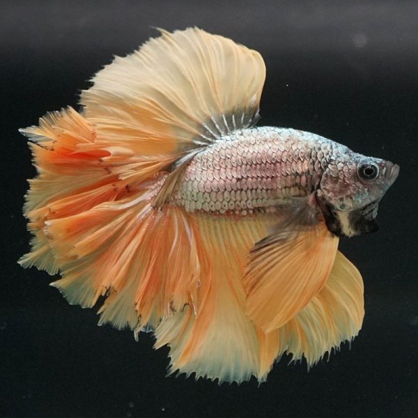 画像6: HM ローズテール (6)