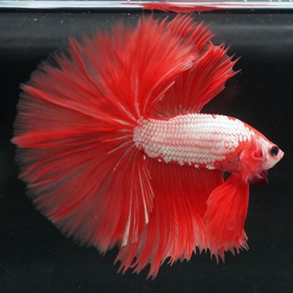 画像5: HM ローズテール (5)