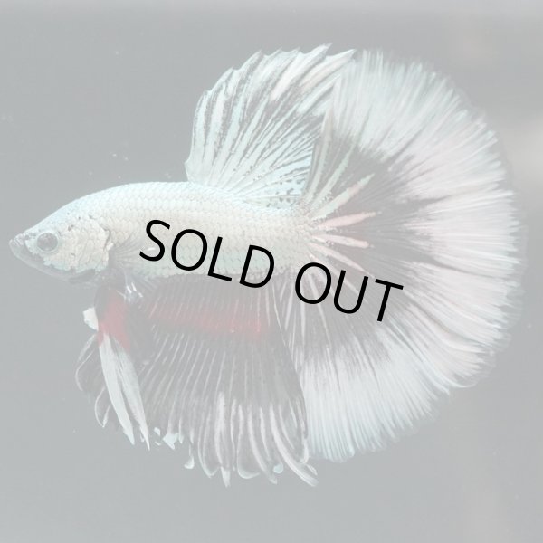 画像4: HM ドラゴンカッパー系 上物 (4)