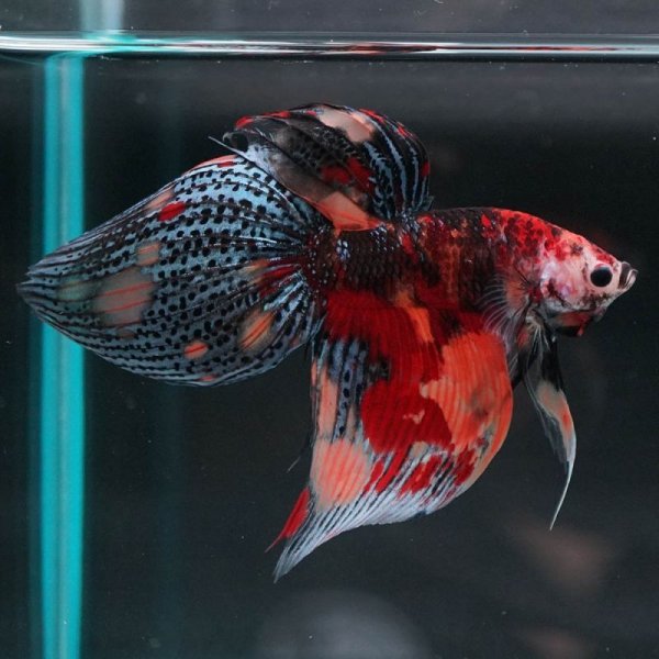 画像4: VT キャンディ 上物 (4)