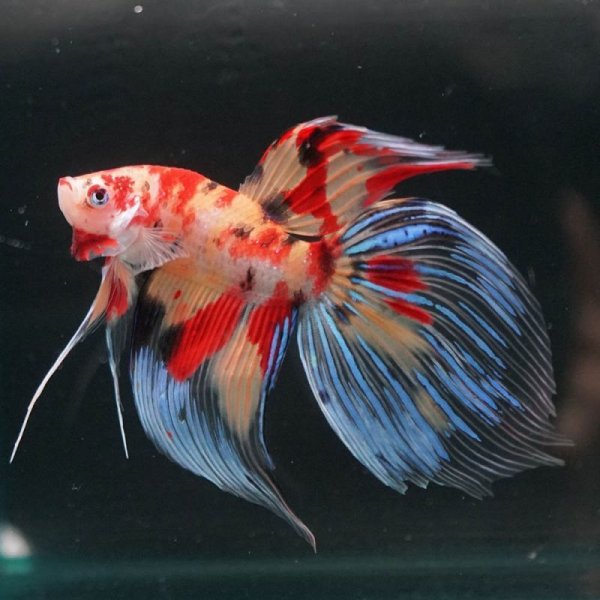 画像3: VT キャンディ 上物 (3)