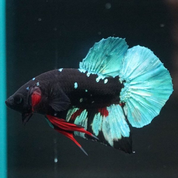 画像2: HMPK ブラックスター 上物 (2)