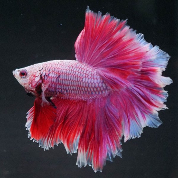 画像4: HM ローズテール (4)