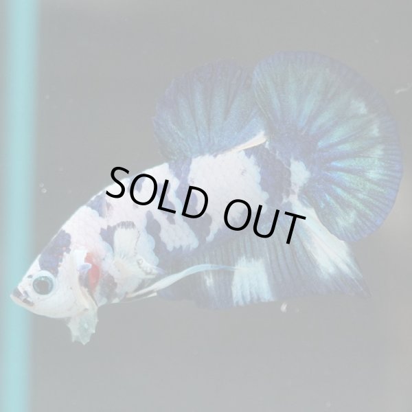 画像2: HMPK ホワイトブルーマーブル (2)