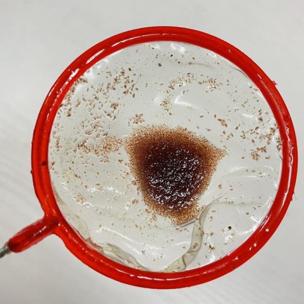 画像2: ミジンコネット 丸 (2)