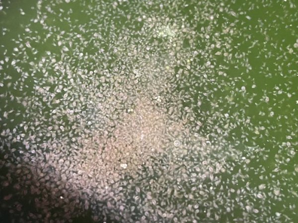 画像3: ミジンコネット 丸 (3)