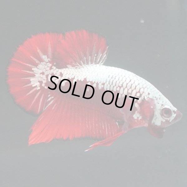 画像5: HMPK プラチナレッドサムライ (5)