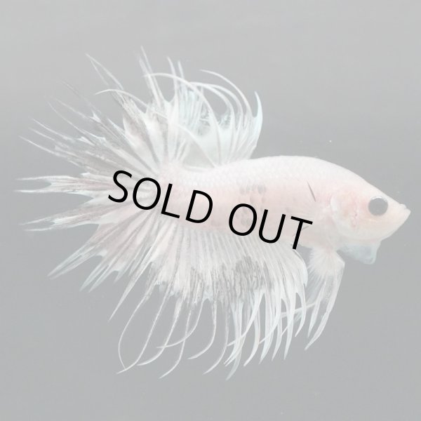 画像2: CT ホワイトカッパーマーブル (2)