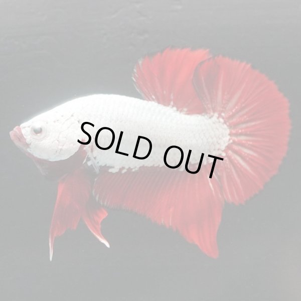 画像5: HMPK ブラックレッドドラゴン (5)