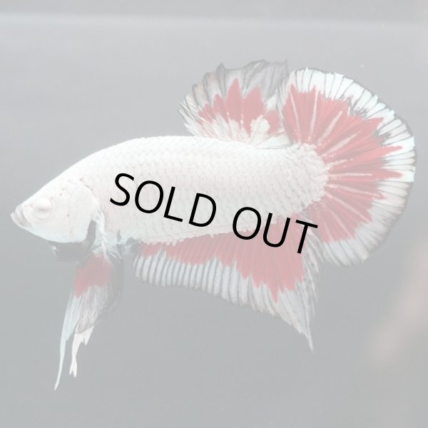 画像4: HMPK ブラックレッドドラゴン (4)