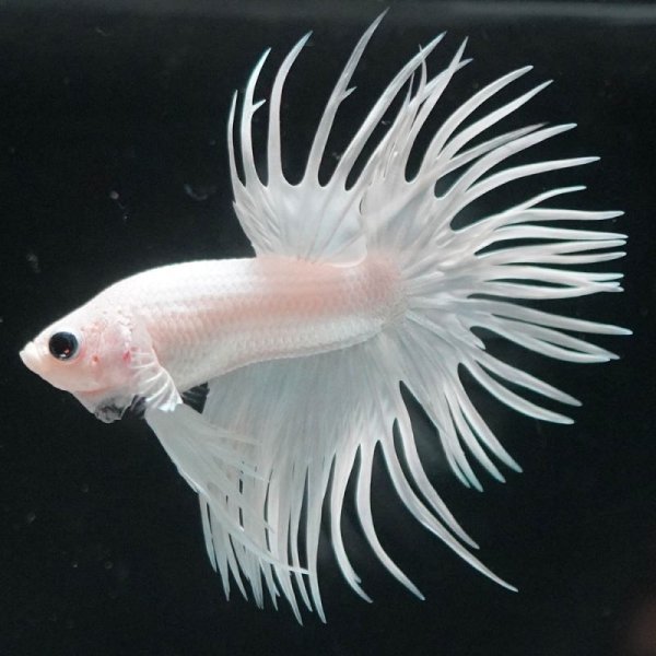 画像2: CT プラチナホワイト (2)